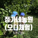 신이내린오디정가네농원 | [장성여행] 정가네농원(오디체험)