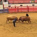 경기장매점식당 | 부산근교 주말나들이 청도소싸움경기장 청도소싸움미디어체험관 I 청도 소싸움 경기 배팅 방법