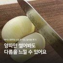 디자인바이스톤 | 바이스텐하임 산도쿠식도 후기 ㅣ 양파 썰 때 체감한 주방칼 절삭력 리뷰