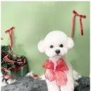 행복한애견미용실 이미지