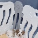 스탠푸켄넬 이미지