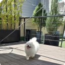 광주애견미용학원
