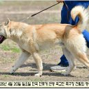 수컷 이미지