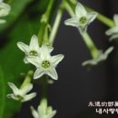 야래향 - 영도구 절영로19번길 62 | 야래향