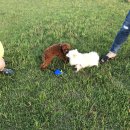 댕댕지구 이미지