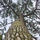 터널관광나이트클럽 | 거제도 여행, 대통령 별장이 있는 섬을 한바퀴 둘러보다, "저도"