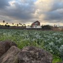 제주 하연 이미지