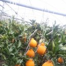 서당농장 이미지