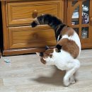 타이어킹박사(주) | 인생여전 일상 [자담치킨, 체리 새장난감, 속눈썹펌, 로또, 도로커피]