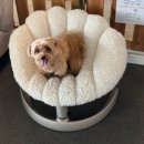 탄현 애견카페(반려견동반카페) 추천! 정현이랑 다녀온 카페더공생 솔직후기🐶