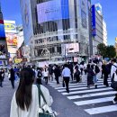 스타벅스 교차로 앞 | 도쿄 시부야 스크램블 교차로 보는 곳 전망으로 인기 많은 스타벅스 위치(스벅 츠타야 시부야점)