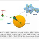"알츠하이머 실험 신약, 상용화 착수"...뇌세포에서 노폐물 제거해 기억력과 보행능력 등 향상시켜