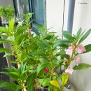 자연의 색 물들이기 이미지