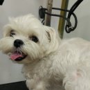 마이리틀펫 이미지