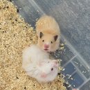 메다카린 이미지