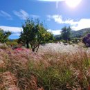 수피아플라워 이미지