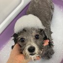 댕데이지 이미지