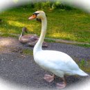 백조농장(1) 이미지