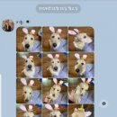 이쁘개 귀엽개 이미지