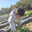 트리플농장 이미지