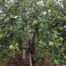 와촌 농장 이미지