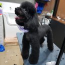 쌍군그루밍 네이버블로그