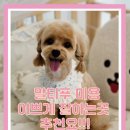 개성있냥 이미지