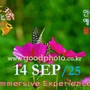 사진영상 [0914'25] Immersive Experiences 이미지
