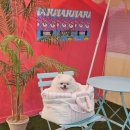 하하호호프렌드 | 반려견 동반 가능한 통영 오션뷰 펜션｜하하호호프렌드 리얼 후기