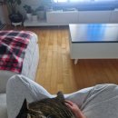 아이캣 고양이미용 호텔 이미지