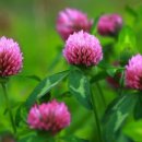 레드클로버 이미지