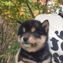 블랙탄시바견분양 시바이누 귀여워