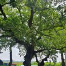 하드캐리짐 이미지