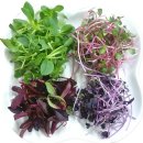 새싹마트 이미지