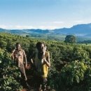 짐바브웨 커피 산업의 부활 이미지