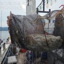 남해쭈꾸미 이미지