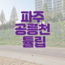 금촌장작구이 | [파주/튤립명소]파주 공릉천 튤립 방문후기