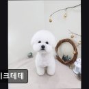 라이크테테 | (수원, 강아지, 고양이, 애견미용, 추천!) 라이크테테 수원 애견미용, 맞춤 케어로 인기