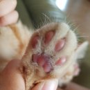 용인도담동물병원 이미지