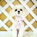 도그이살롱 이미지