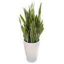 식물로부터 이미지