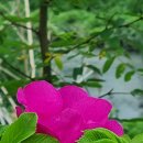 고운 자태의 해당화 꽃🌺 이미지