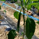 도시농부학교9기 13주 차 후기, 주말농장, 여름 농사...가꾸기, 귀농 귀촌, 친환경 농사, 농업기술센터