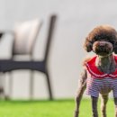 도그라움 이미지