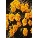 서광수퍼 이미지