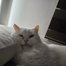 서양점장이 이미지