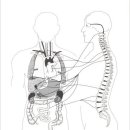 척추(vertebral column) 이미지