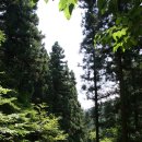 2010. 8. 8. 피톤치드의 편백나무 숲 산행기(2) 이미지