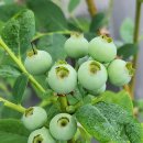 미라클농장 이미지