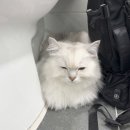 안정제 | 고양이 이사할 때 안정제 써야할까? 실제 사용 후기